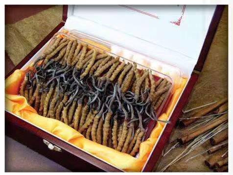 克山冬虫夏草回收